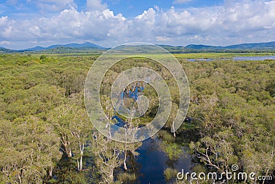 Aerial view of trees in Rayong Botanical Garden, Old Paper Bark Forest, tropical forest with lake or river in national park and Stock Photo