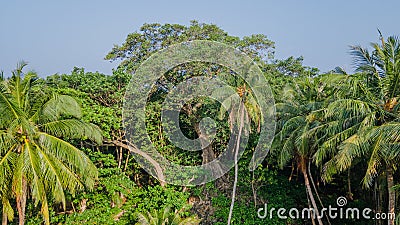 Aerial view the tropical forest with ancient tree and palm trees at the Landhoo island at Noonu atol Stock Photo