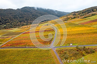 Aerial view of Vineyards along Moselle river in Germany during autumn time Stock Photo