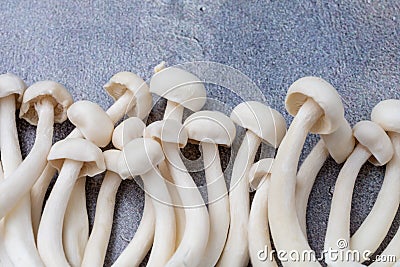 Aerial view of white shimeji mushrooms on gray background, selective focus, horizontal Stock Photo