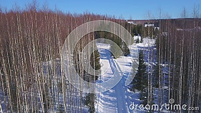 Aerial view of a wide snow covered path among bald grove of birch trees and rare green spruces. Clip. Winter natural Stock Photo