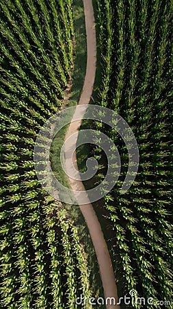 Aerial view winding path through expansive corn field Stock Photo