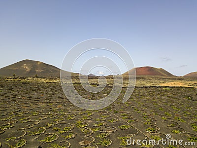 Aerial view of the wine cultivations on the volcanic soils of the island of Lanzarote. Canary Islands, Spain. Wine production Stock Photo