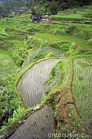 Aerial view of world famous rice terraces, Banaue Stock Photo