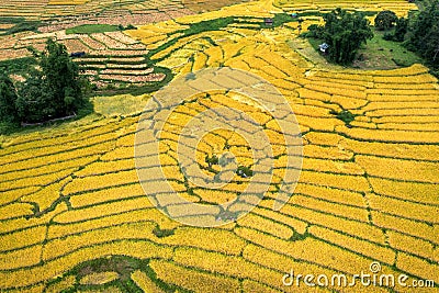 Aerial view of yellow rice terreces in Chiang mai, Thailand Stock Photo