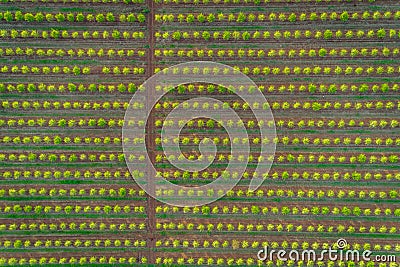 Aerial views of almond tree plantation in Alentejo, Portugal Stock Photo