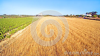 Aerial from a wheat and wine field Portugal Stock Photo