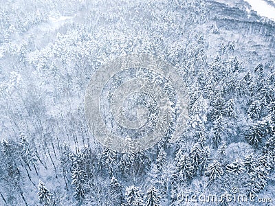 Aerial winter forest view. Drone landscape, fly above. White trees with snow, beautiful wallpaper background. High modern photogra Stock Photo