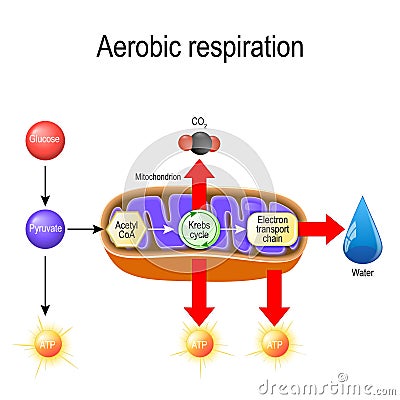 Aerobic respiration. Cellular respiration Vector Illustration