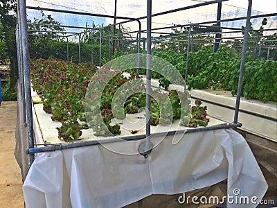 Aeroponics vegetable farm Stock Photo
