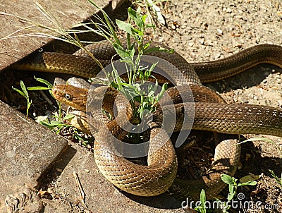 Aesculapian snakes mating Stock Photo