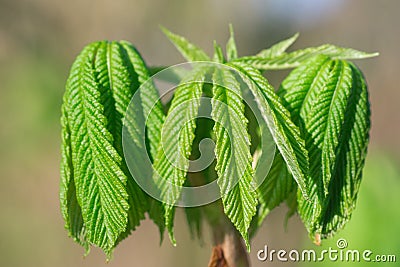 Aesculus hippocastanum, horse chestnut spring green leaves selective focus Stock Photo