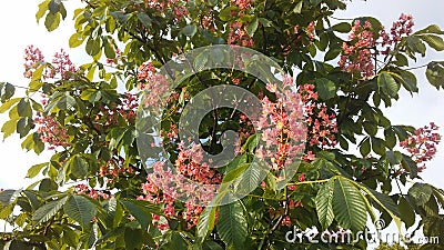 Aesculus Hippocastanum (Horse Chestnut) with Pink Blossoms and Small Newly Formed Green Seeds. Stock Photo