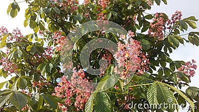 Aesculus Hippocastanum (Horse Chestnut) with Pink Blossoms and Small Newly Formed Green Seeds. Stock Photo