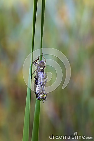 Aeshna cyanea - Blue Punch, a punch hatching on a reed leaf. On the leaf is a stripped brown cocoon and a freshly hatched punch Stock Photo