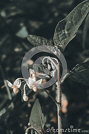 aesthetic background of dark plants Stock Photo