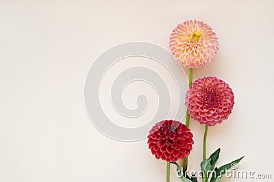 Aesthetic botanical greeting postcard design template. Red, pink, light peach dahlia flowers bouquet on neutral creamy Stock Photo