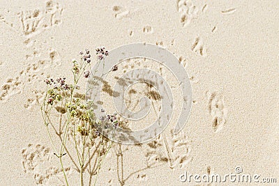 Aesthetic minimal natural sandy background with dry flowers, sunlight and shadows Stock Photo