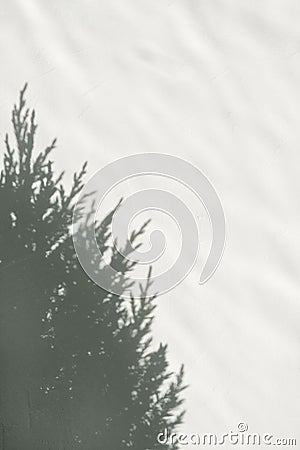 Aesthetic minimalist winter neutral backdrop. Soft green conifer, spruce tree sunlight shadow silhouette on white Stock Photo
