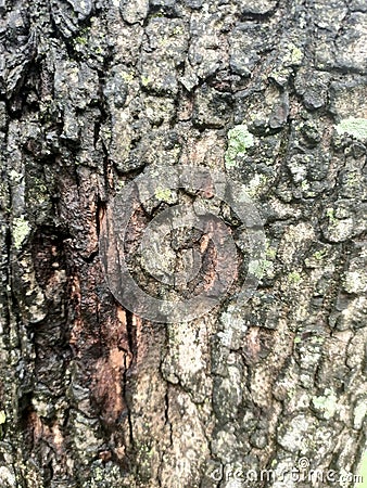 Tree skin texture at garden shoot view Stock Photo