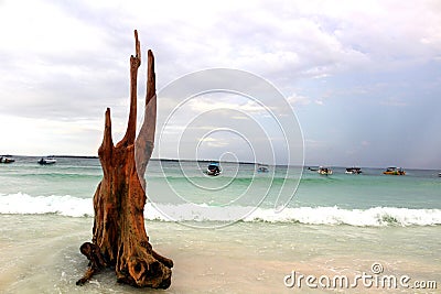 Aesthetic tree trunks on Bira Beach, Bulukumba Regency Stock Photo