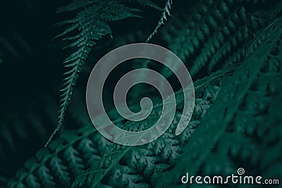 Aesthetic and unique portrait of fern leaves with dark blue vibes Stock Photo