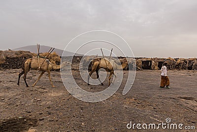 AFAR, ETHIOPIA - MARCH 25, 2019: Camels in Dodom village under Erta Ale volcano in Afar depression, Ethiop Editorial Stock Photo