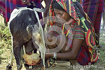 Afar teen milking goat in traditional colorful dress Editorial Stock Photo