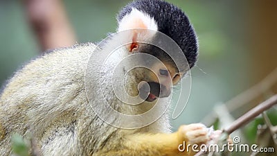 Affe im Zoo Blätter essend Affe im Zoo Blätter essend