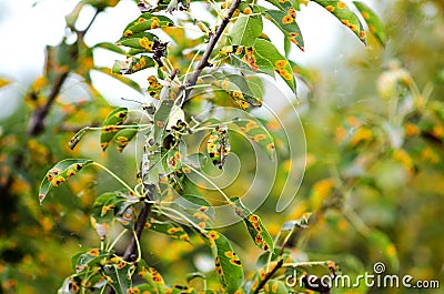 Affected by the fungal disease Gymnosporangium sabinae pear, rust-infected pear leaves Stock Photo