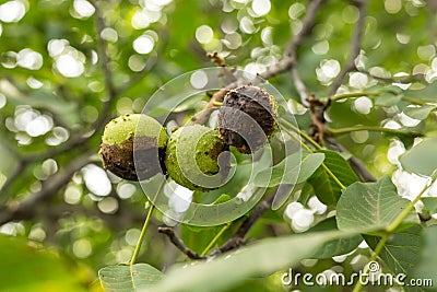 Affected green wallnuts Stock Photo