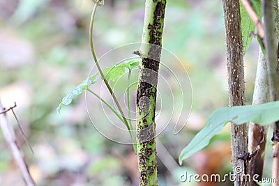 Affected raspberry stalks. Elsinoe veneta on a raspberry branch. Raspberry diseases Stock Photo