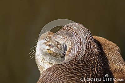 Affectionate otters. Wild animals bonding. Animal love and affection. Stock Photo