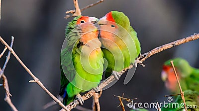 Affectionate Rosy faced Lovebirds Stock Photo