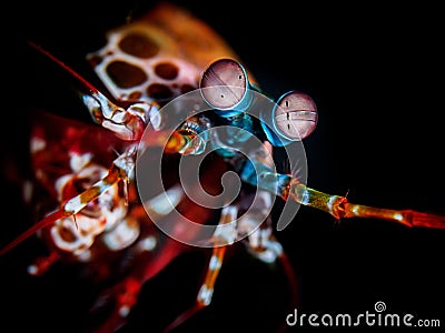 Peacock Mantis Shrimp. Affirmative Stock Photo