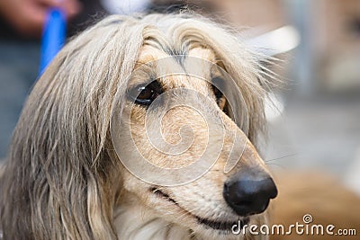 Afghan hound Stock Photo