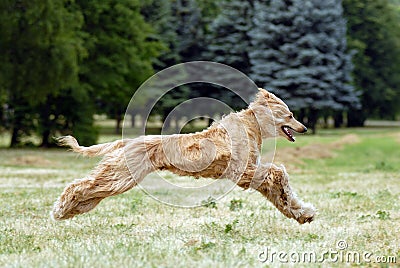 Afghan hound Stock Photo