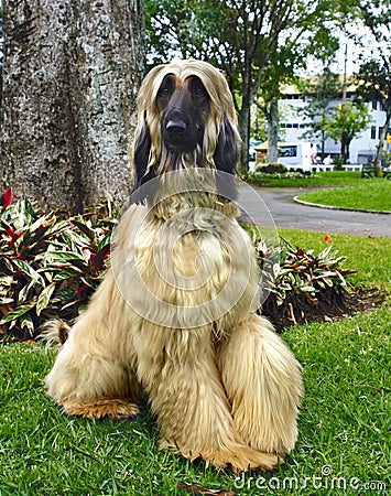Afghan hound adult Stock Photo