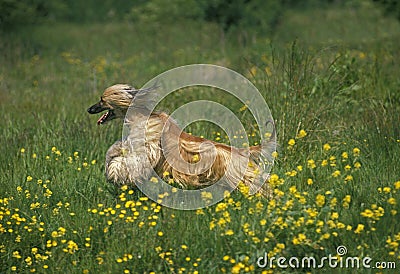 Afghan Hound, Adult running through Flowers Stock Photo