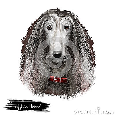 Afghan Hound breed digital art illustration isolated on white background. Cute domestic purebred animal. Hound distinguished by Cartoon Illustration