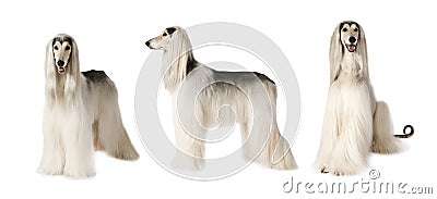 Afghan hound dog over white Stock Photo