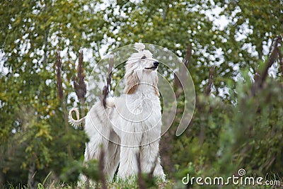 Afghan hound dog stands among nature Stock Photo