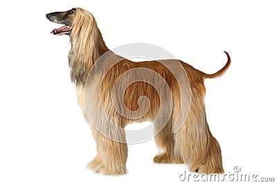 Afghan hound dog Stock Photo