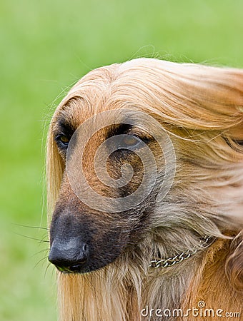 Afghan hound portrait with copy space Stock Photo