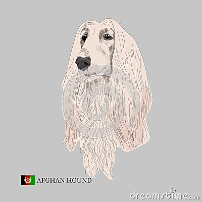 Afghan hound portrait. Vector Illustration