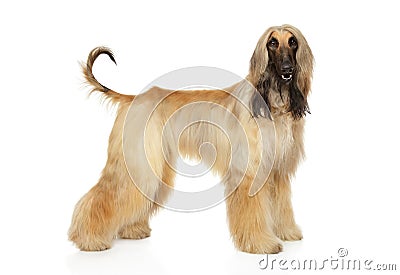 Afghan hound in stand on white background Stock Photo