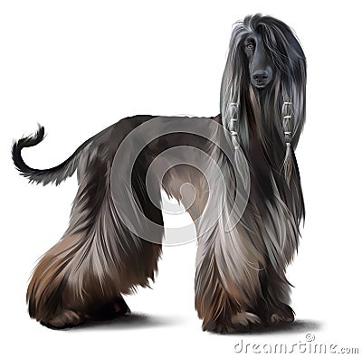 Afghan hound watercolor drawing Stock Photo