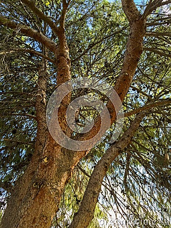 Afghan Pine Crown Stock Photo