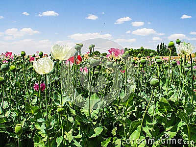 Afghanistan poppyfields Stock Photo