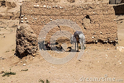 Afghanistan refugee camp donkey in the North in the middle fighting season Stock Photo